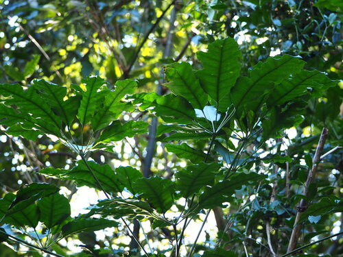 Heptapleurum heptaphyllum (Heptapleurum heptaphyllum)