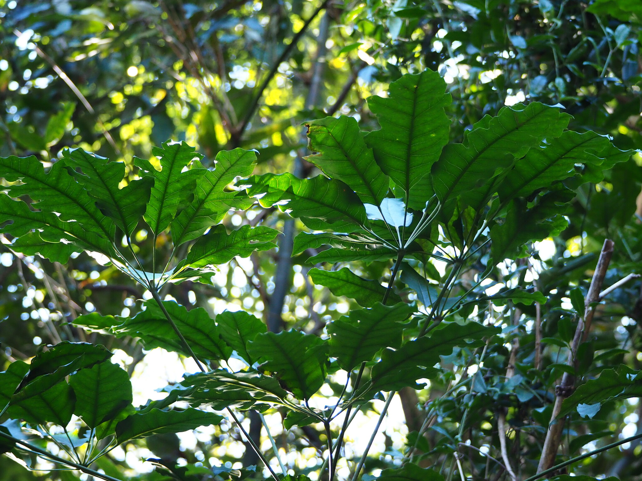 Heptapleurum Heptaphyllum (Heptapleurum heptaphyllum)