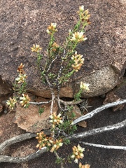 Crassula dependens