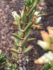 Crassula dependens