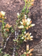 Crassula dependens