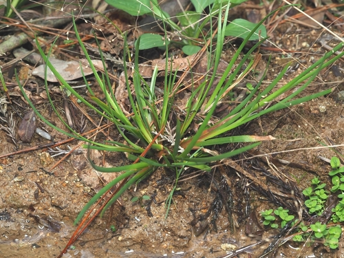 branching rush (Juncus prismatocarpus)