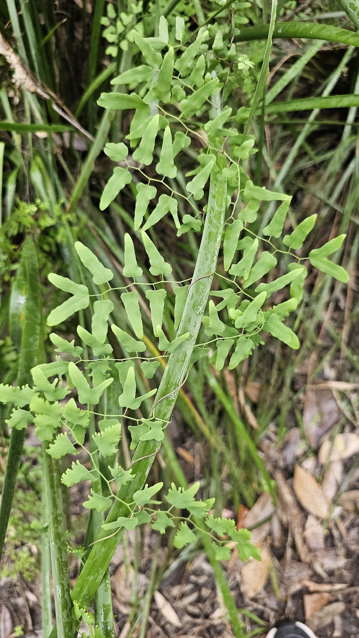 Old World Climbing Fern (Lygodium microphyllum)