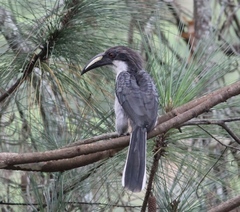 Ocyceros gingalensis