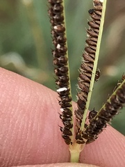 Eustachys paspaloides