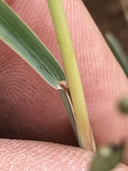 Eustachys paspaloides