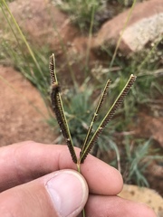 Eustachys paspaloides