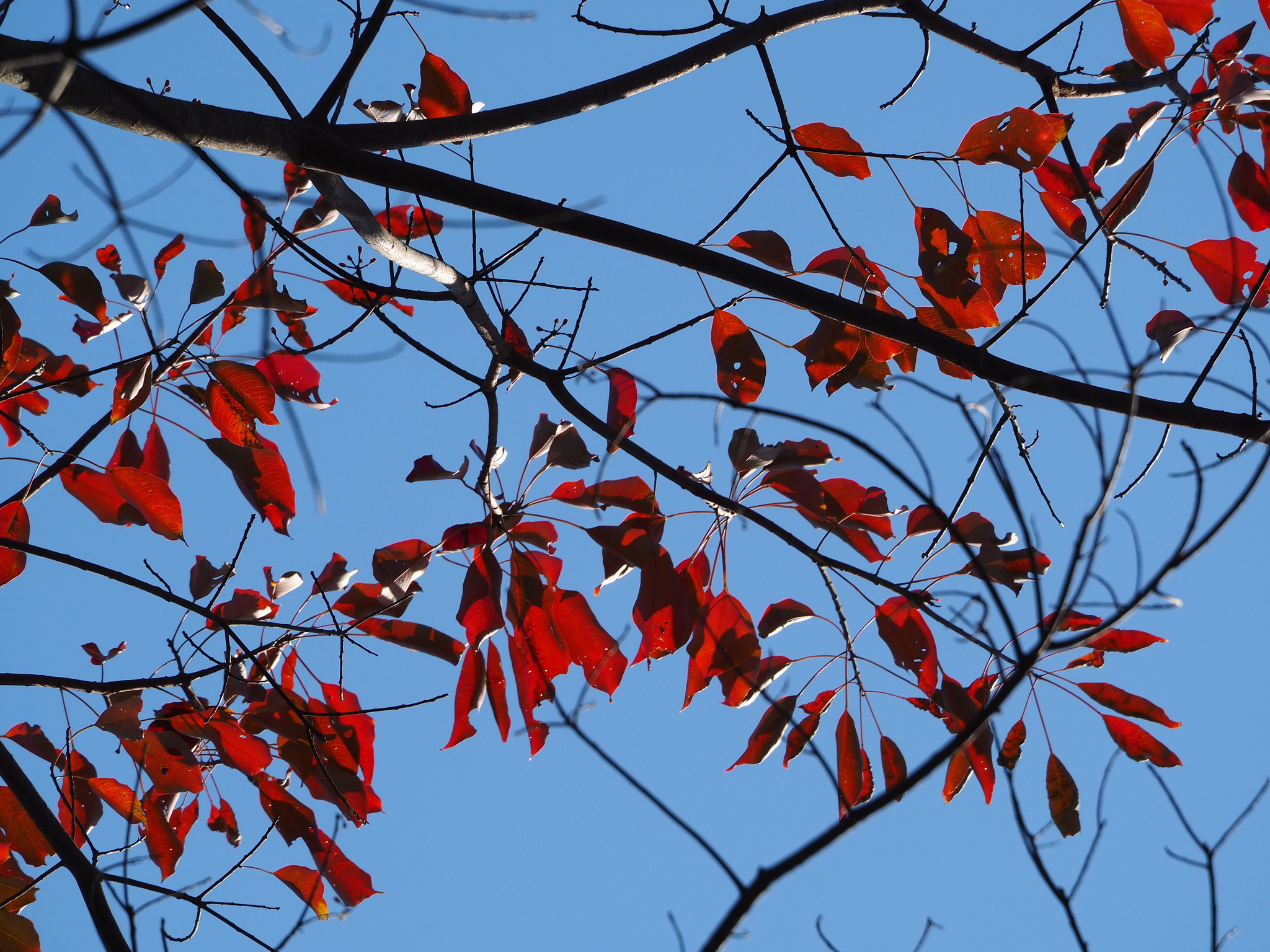 Mountain Tallow (Triadica cochinchinensis)