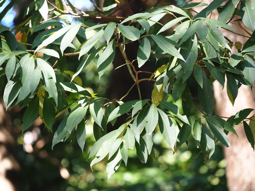 Zuiho Machilus (Machilus zuihoensis)