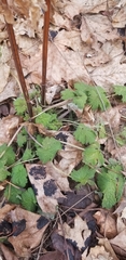 Leonurus cardiaca