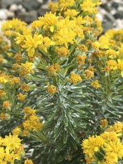 Euryops annae