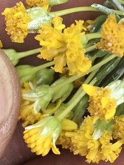 Euryops annae