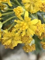 Euryops annae