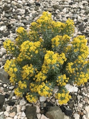 Euryops annae
