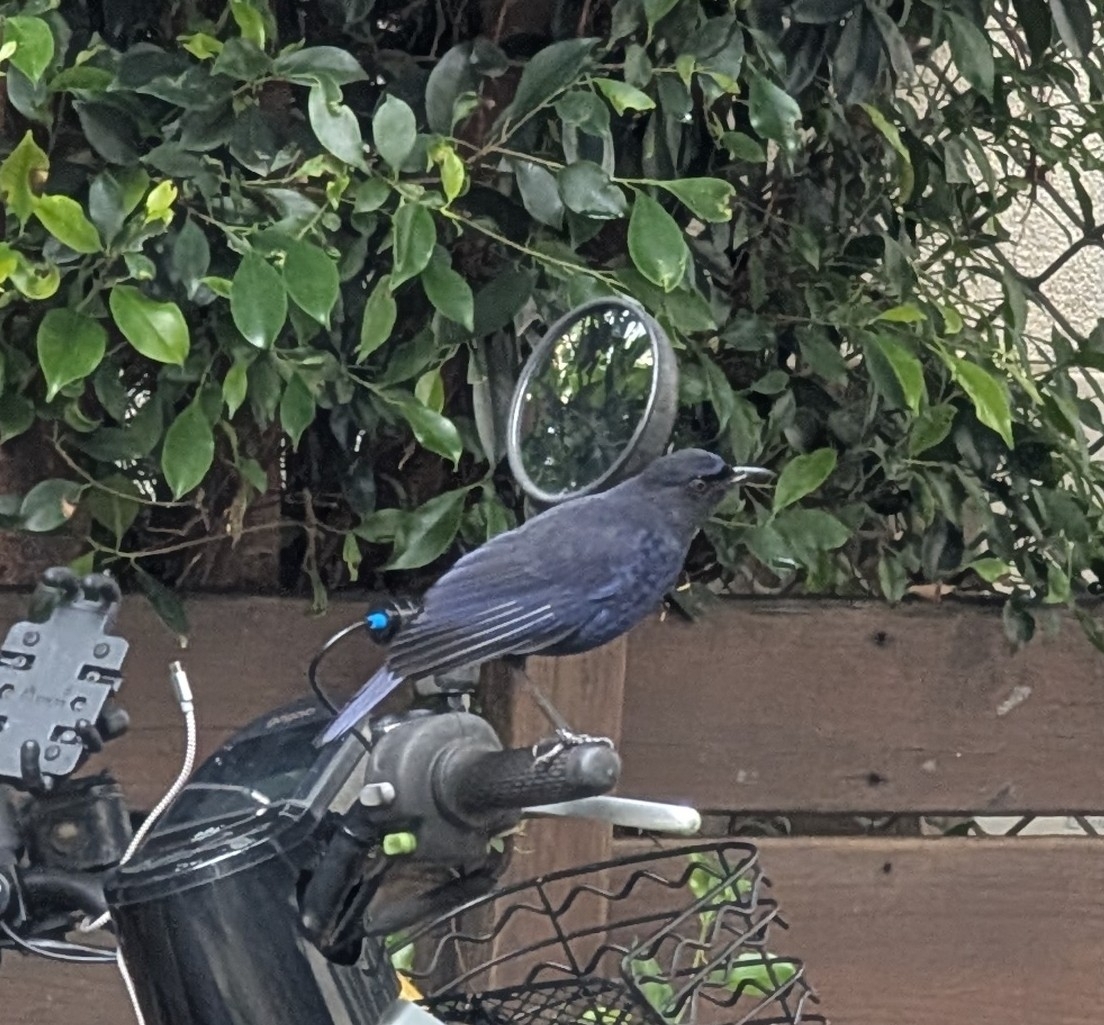 Taiwan Whistling Thrush (Myophonus insularis), photo 3