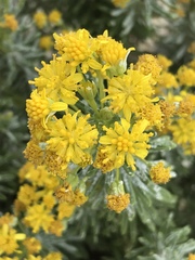 Euryops annae