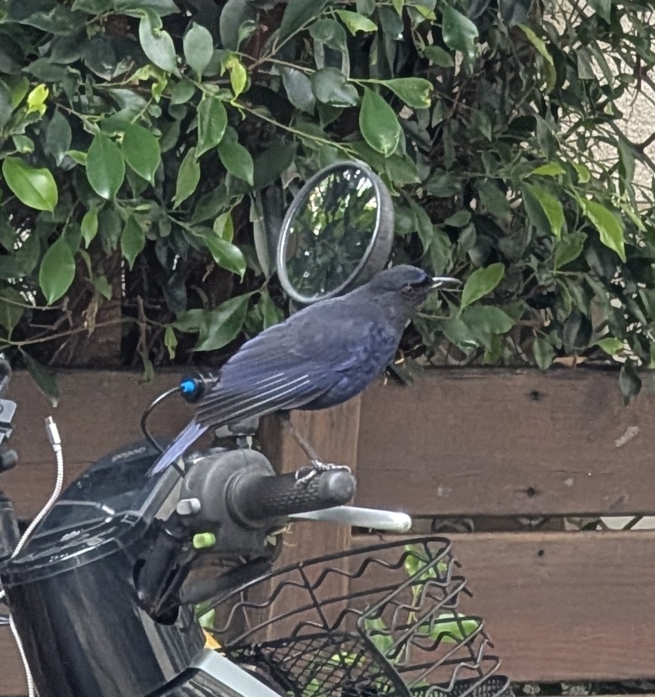Taiwan Whistling Thrush (Myophonus insularis), photo 4