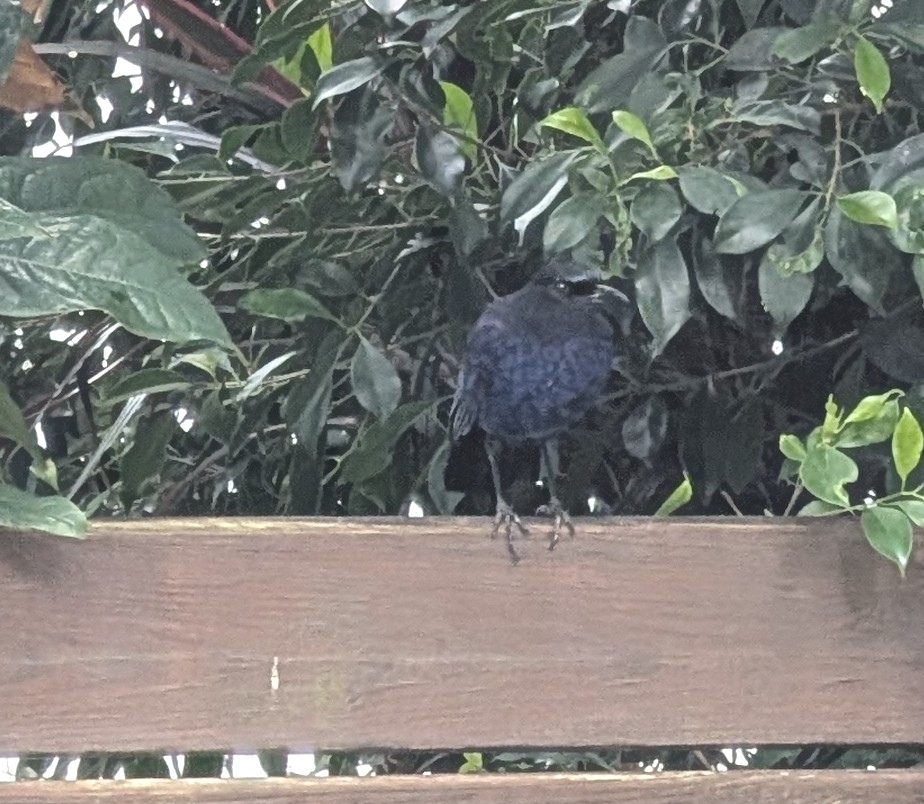 Taiwan Whistling Thrush (Myophonus insularis), photo 7