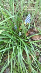 Muscari