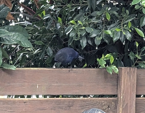 Taiwan Whistling Thrush (Myophonus insularis), photo 8