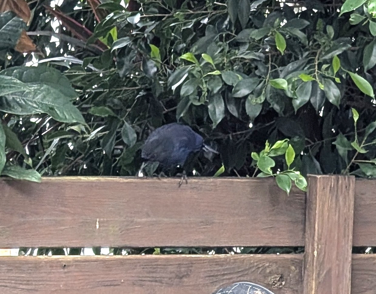 Taiwan Whistling Thrush (Myophonus insularis), photo 8