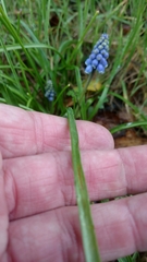 Muscari