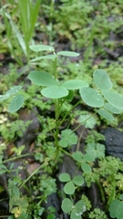 Trifolieae