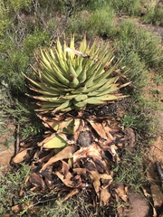 Aloe broomii