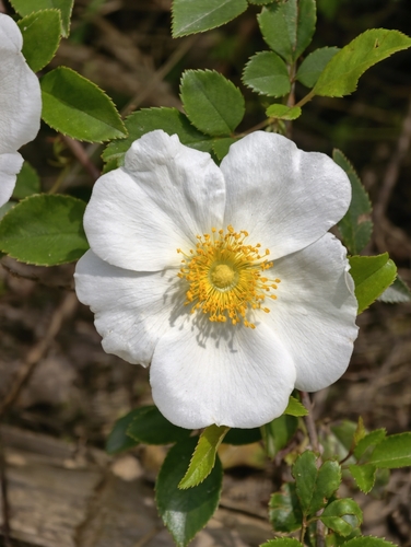 Three-leaved Rose