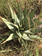 Aloe broomii