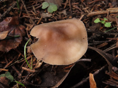 Mycena plumipes