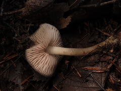 Mycena plumipes