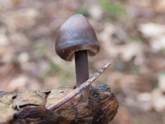 Mycena plumipes