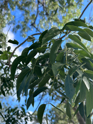 Bolusanthus speciosus, photograph 3