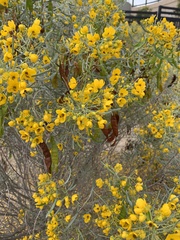 Senna phyllodinea