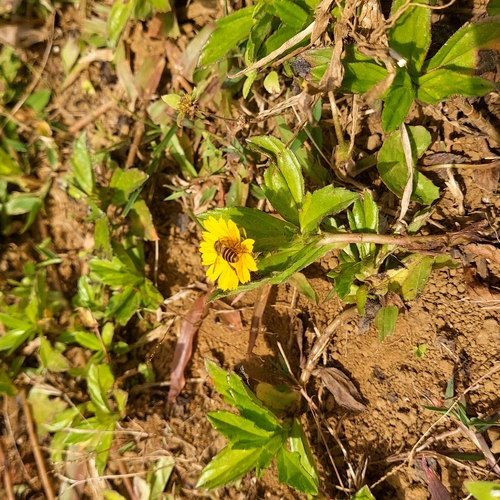 Asian Honey Bee