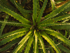 Schott's Hechtia (Hechtia schottii)