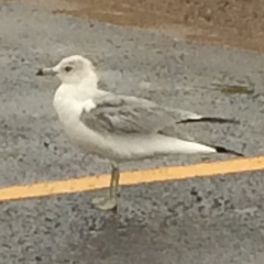 Larus delawarensis