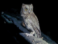 Eurasian Scops Owl photo 2