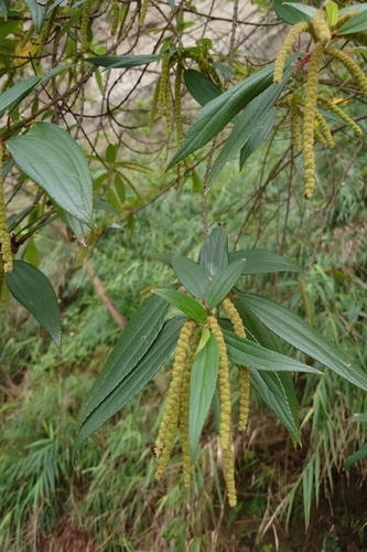 Dense-flowered False Nettle (Boehmeria densiflora)