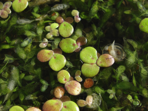 Spirodela polyrhiza