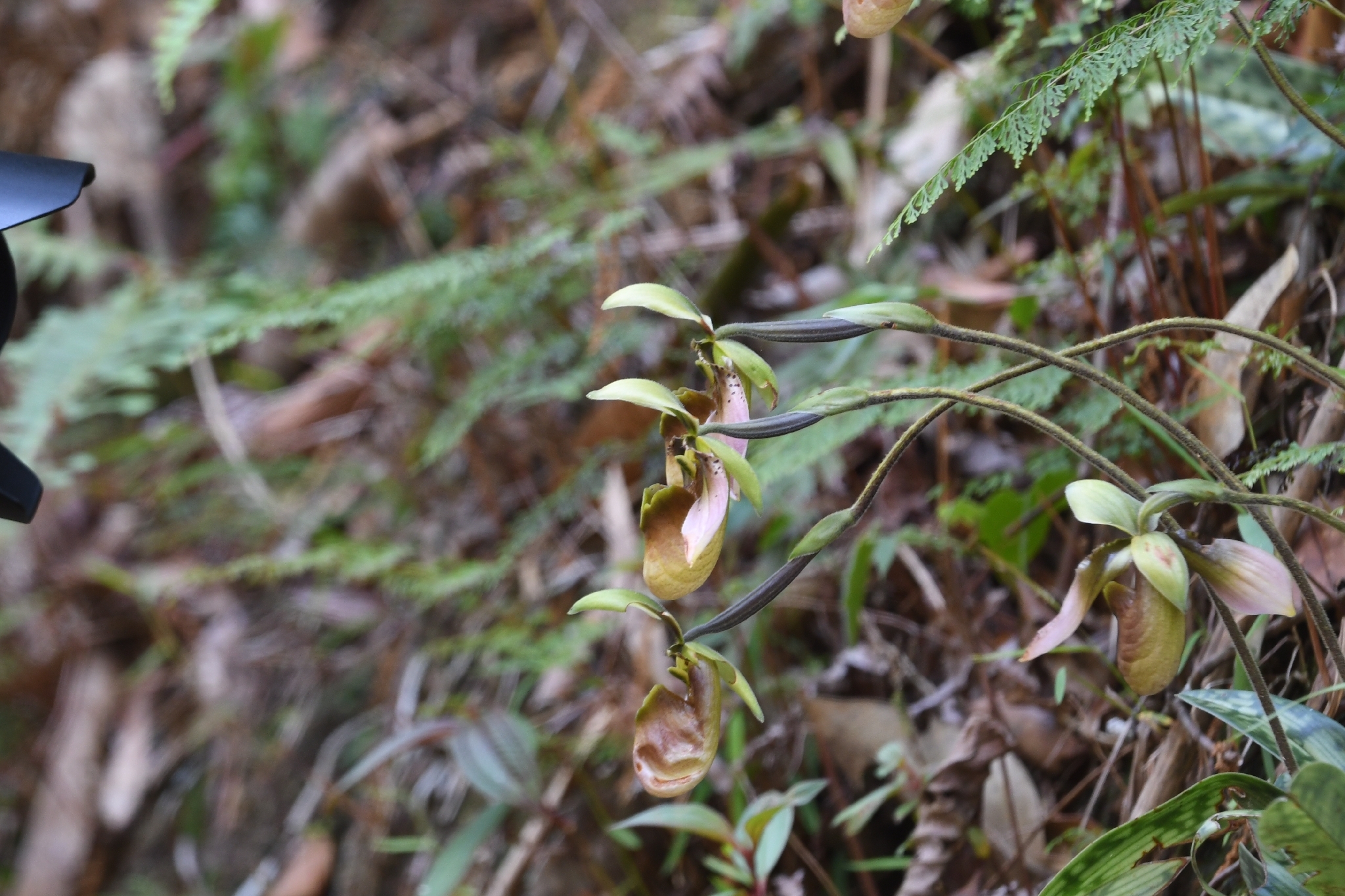 Paphiopedilum appletonianum — ảnh 2