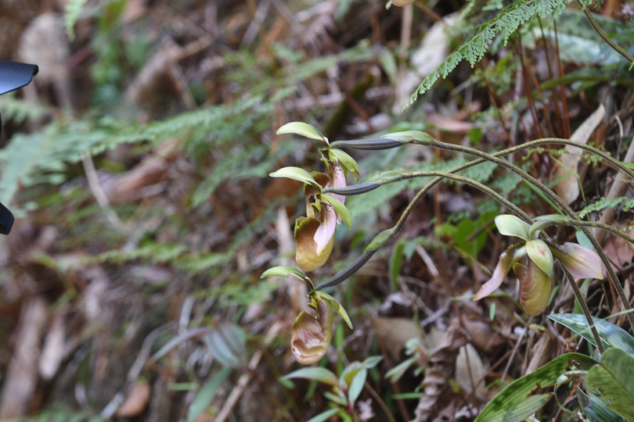 Paphiopedilum appletonianum — ảnh 3