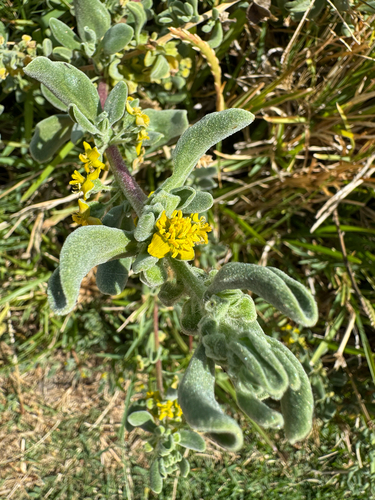 Coast Seacoral (Tetragonia decumbens)