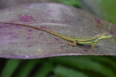 Anolis extremus