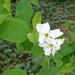Exochorda racemosa serratifolia - Photo (c) jaimebraschi, some rights reserved (CC BY-NC), uploaded by jaimebraschi