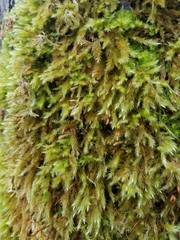 Pseudisothecium cristatum