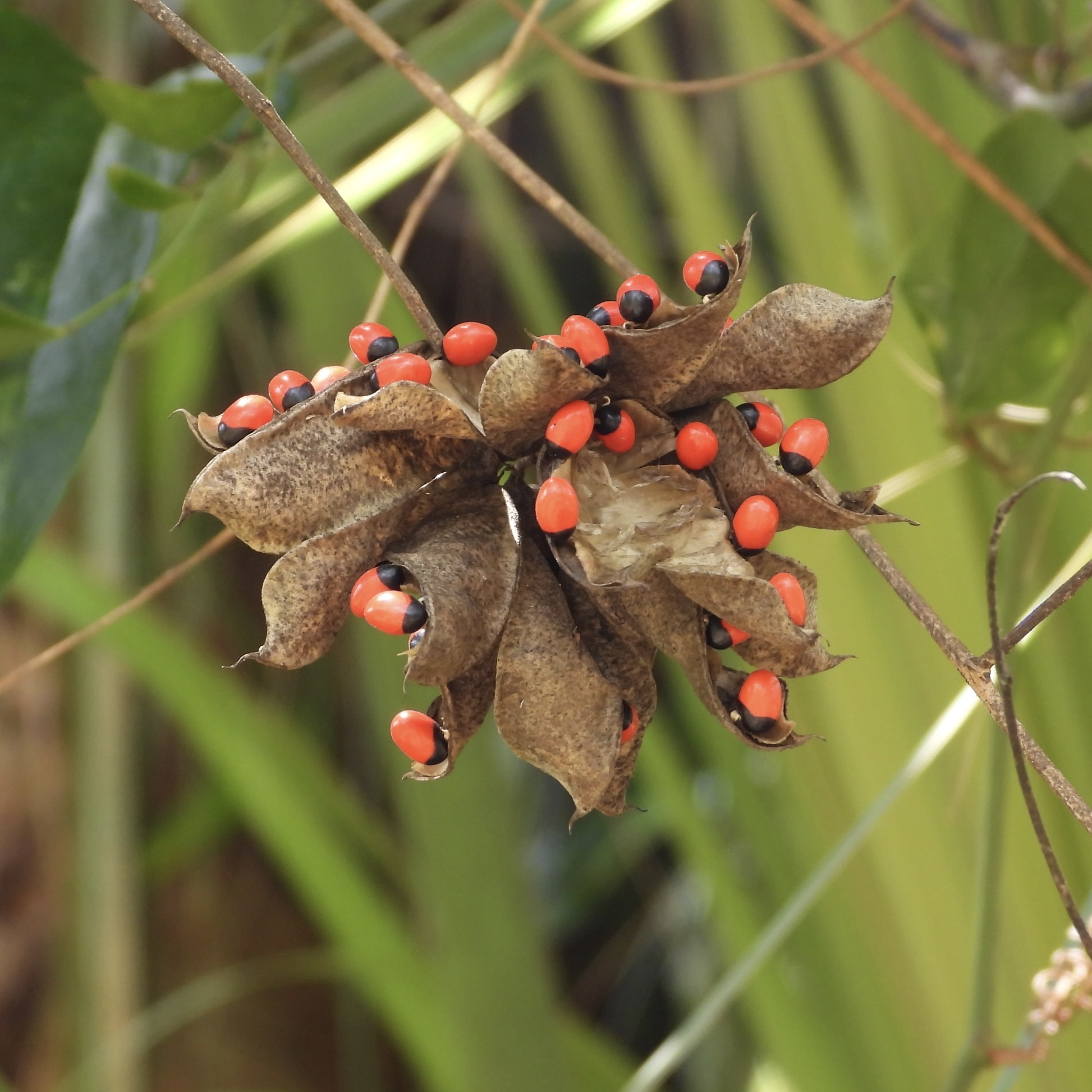 Rosarypea (Abrus precatorius)