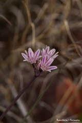 Allium macropetalum