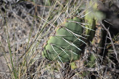Opuntia rastrera